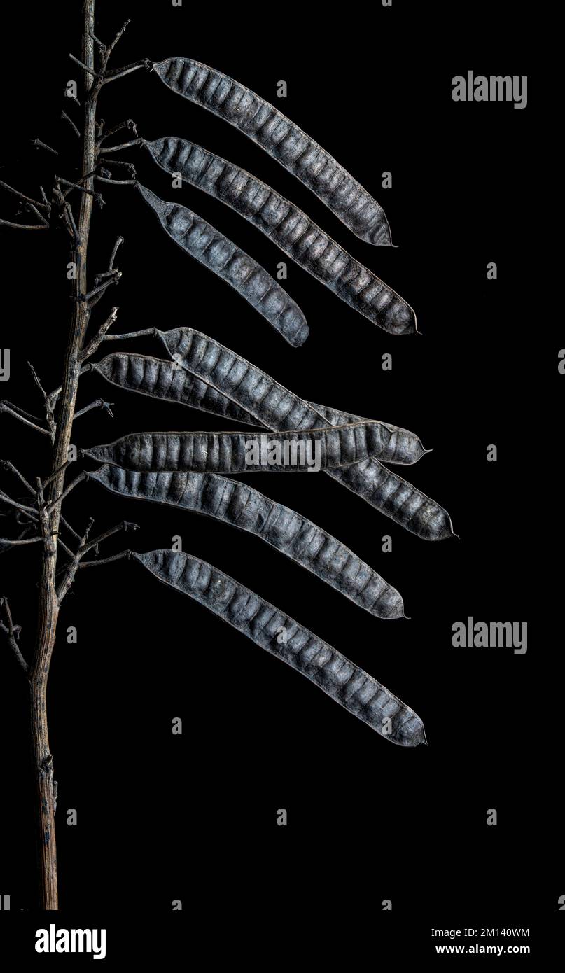 Semi di senna selvatica (Senna hebecarpa) a fine autunno Foto Stock