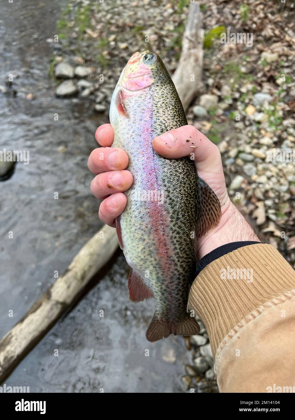 Un colpo verticale di un pesce trota arcobaleno catturato in mano di un uomo contro sfondo sfocato Foto Stock
