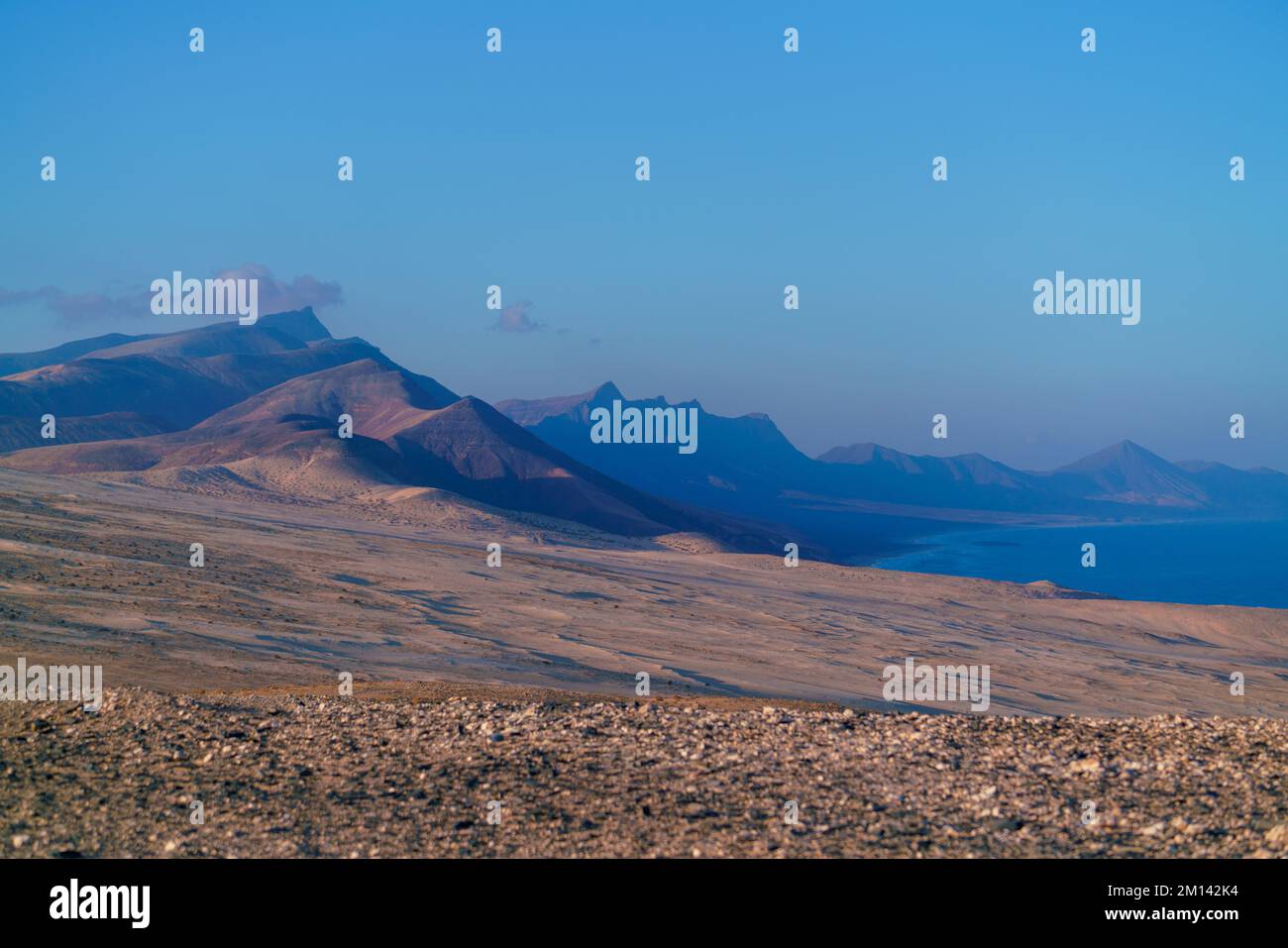 Gamma pacifica immagini e fotografie stock ad alta risoluzione - Alamy