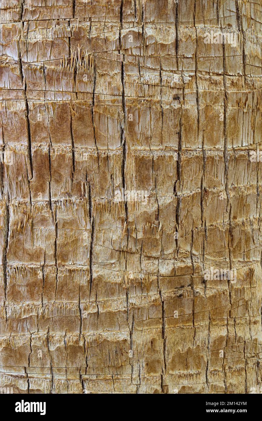 Primo piano della corteccia di albero marrone ruvida e ruvida per gli sfondi Foto Stock