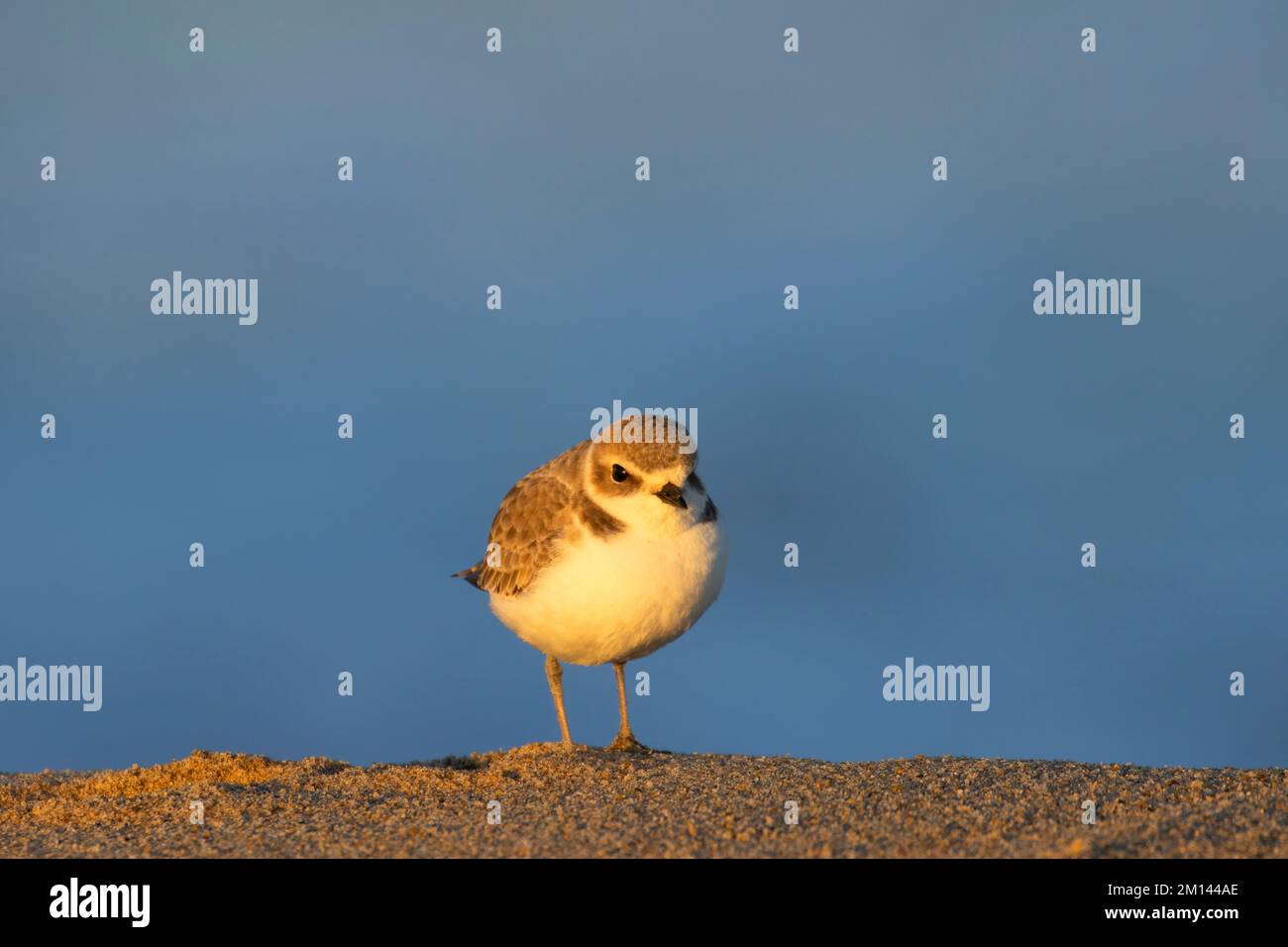 Snowy Plover (Charadrius nivosus), Salinas River National Wildlife Refuge, California Foto Stock