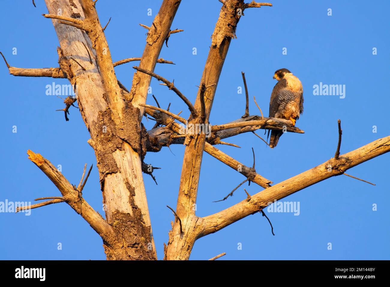 Falco di Peregrine (Falco peregrinus), Point Lobos state Reserve, Big sur Coast Highway Scenic Byway, California Foto Stock