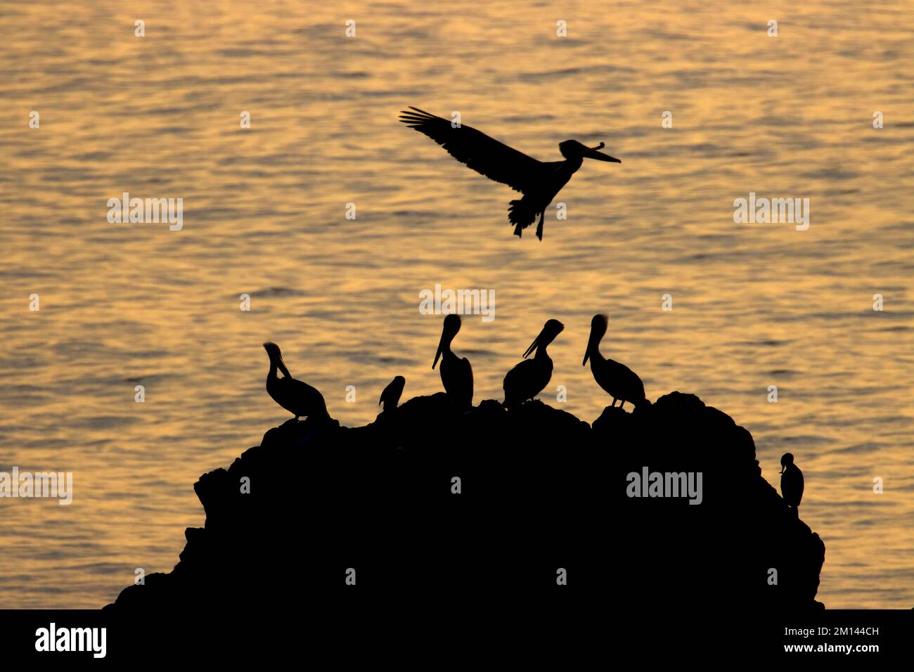 Silhouette di pellicano marrone (Pelecanus occidentalis) a Bird Island, Point Lobos state Reserve, Big sur Coast Highway Scenic Byway, California Foto Stock