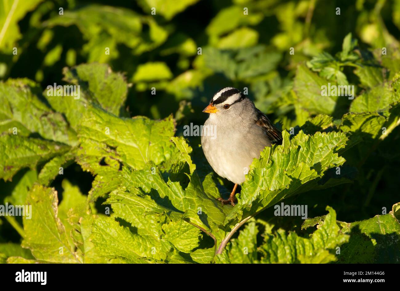 Passero a corona bianca (Zonotrichia leucohrys), Sacramento National Wildlife Refuge, California Foto Stock