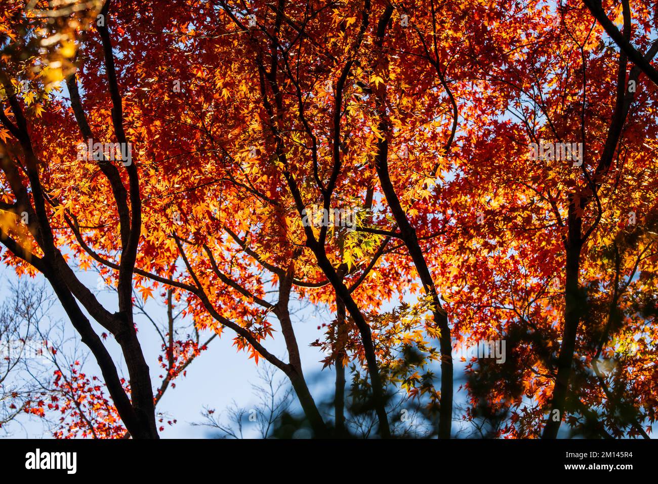 Autunno a Koishikawa Korakuen, Tokyo, Giappone Foto Stock