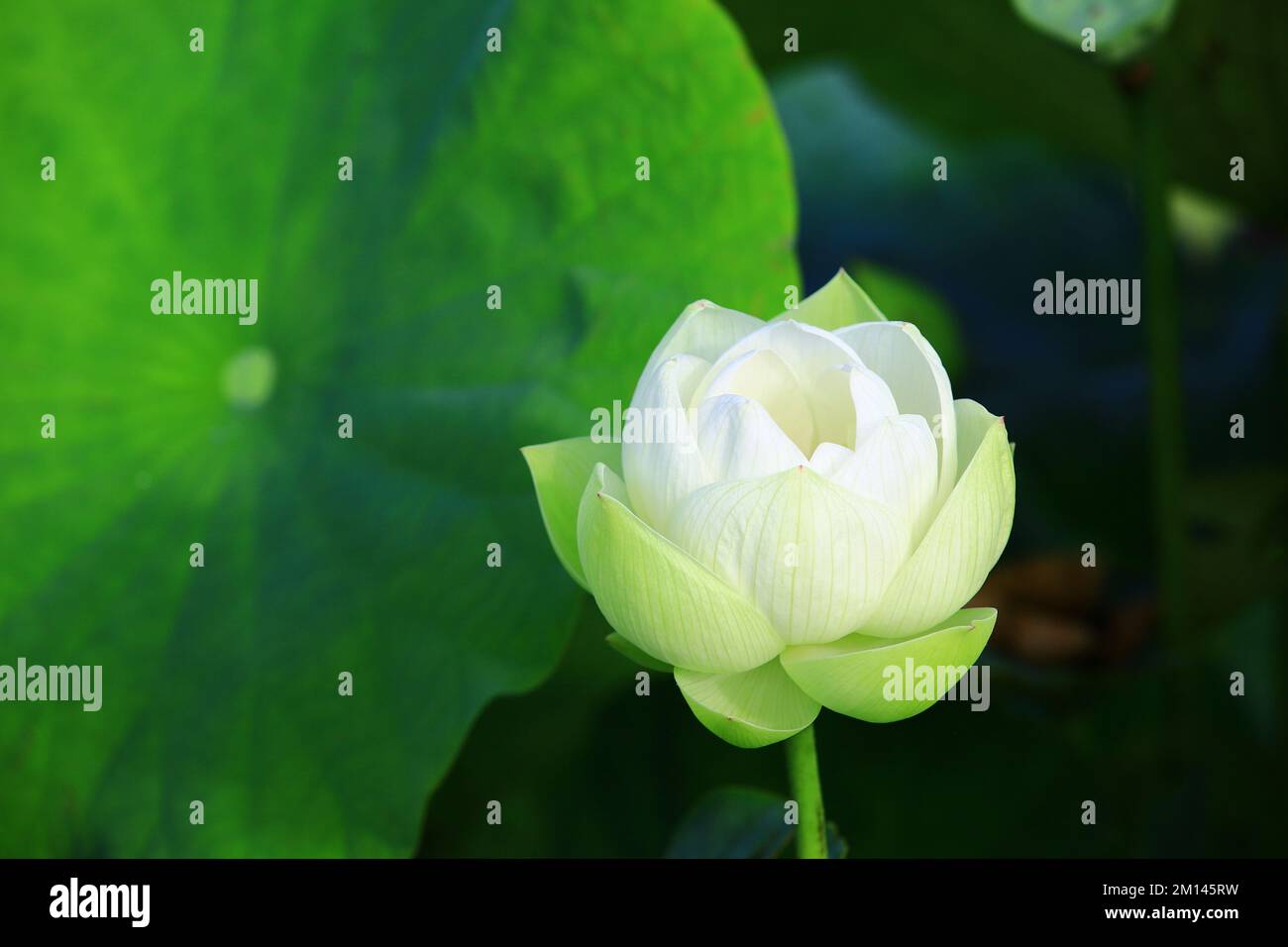 Splendida vista del fiore di loto e foglia verde, primo piano del fiore di loto bianco fiorire nel laghetto in estate Foto Stock