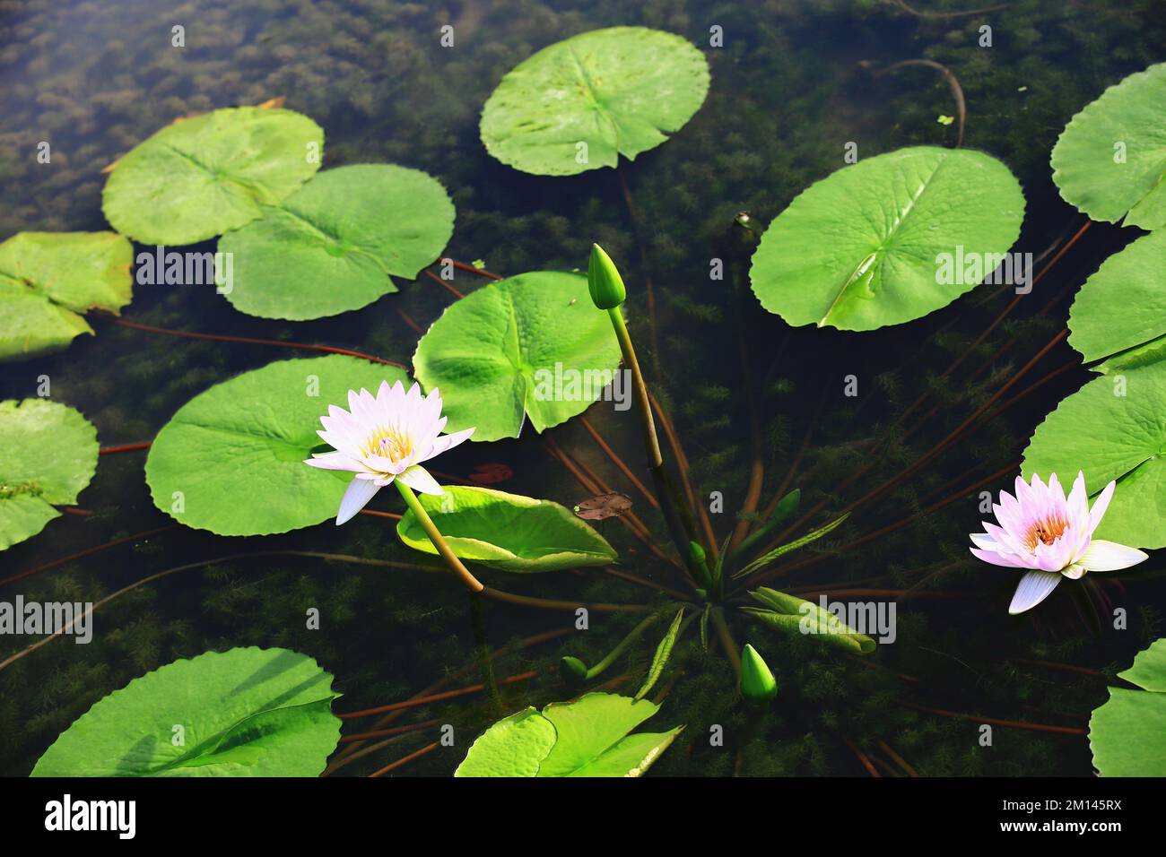 Splendida vista di fiori di loto fiorenti e foglie verdi, bianco con fiori di loto rosa fiorire nel laghetto in estate Foto Stock