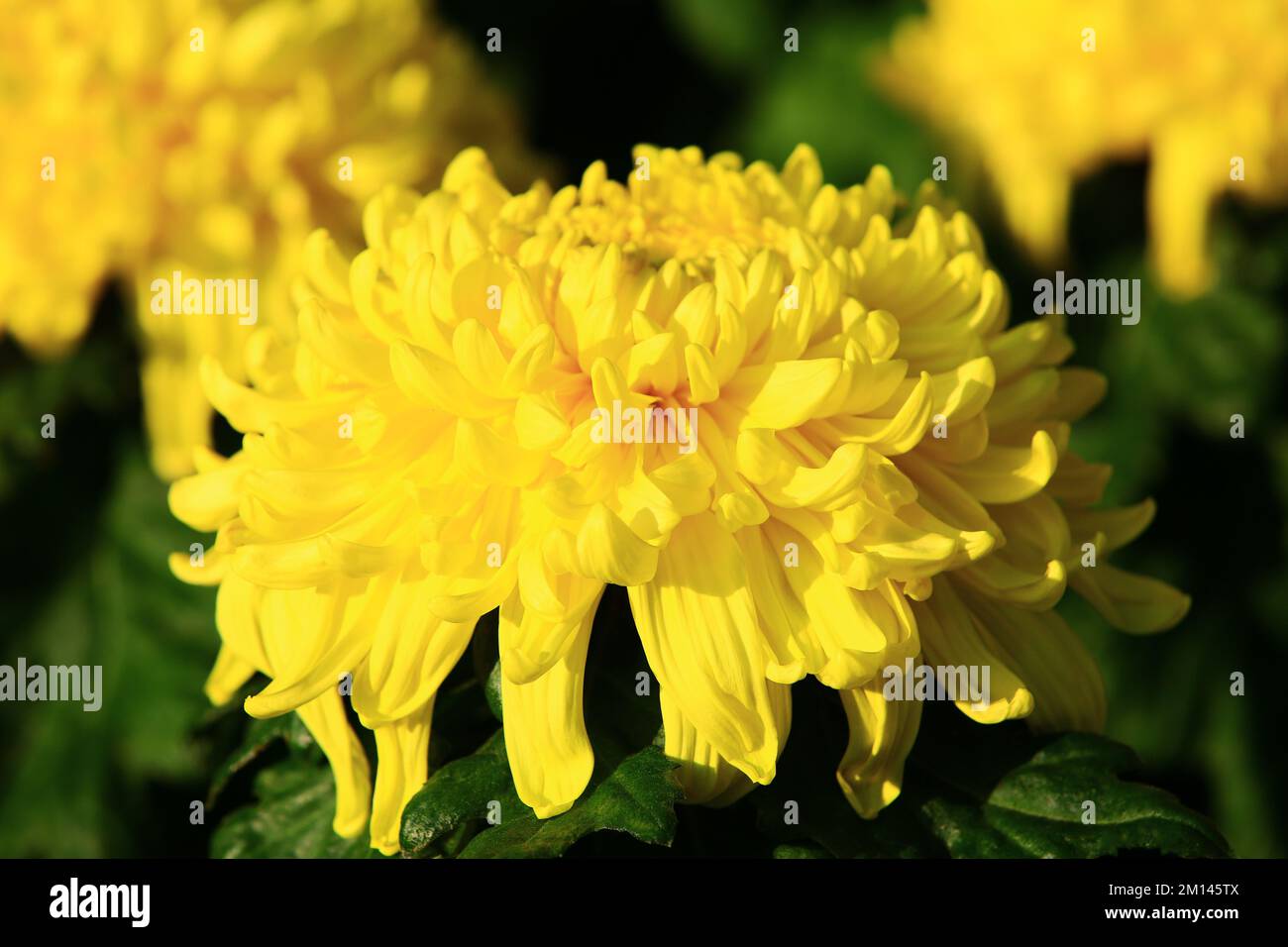 Primo piano di splendidi fiori gialli del Crisantemo che fioriscono nel giardino in autunno Foto Stock