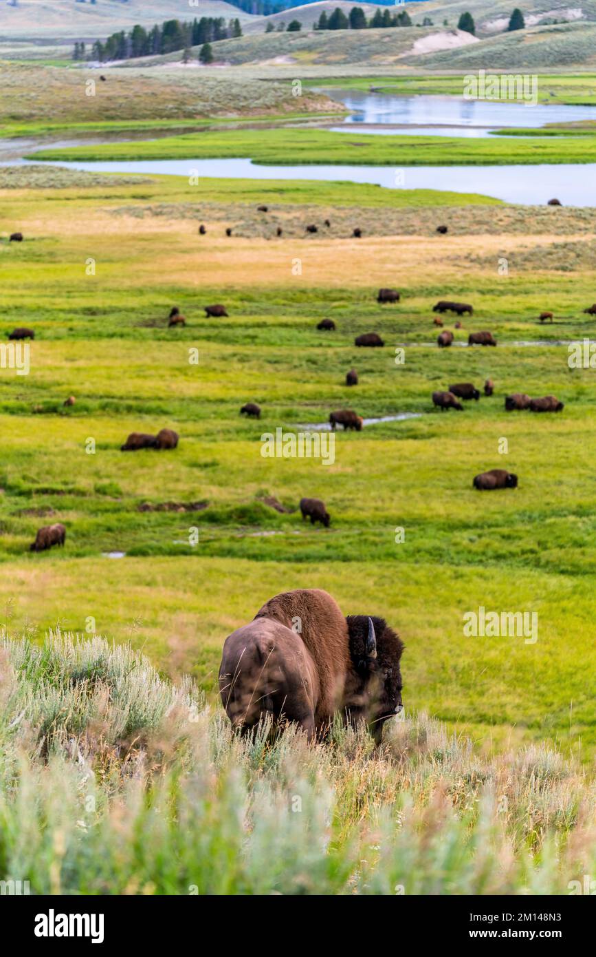 Mandria di bisonti sul fiume Yellowstone Foto Stock
