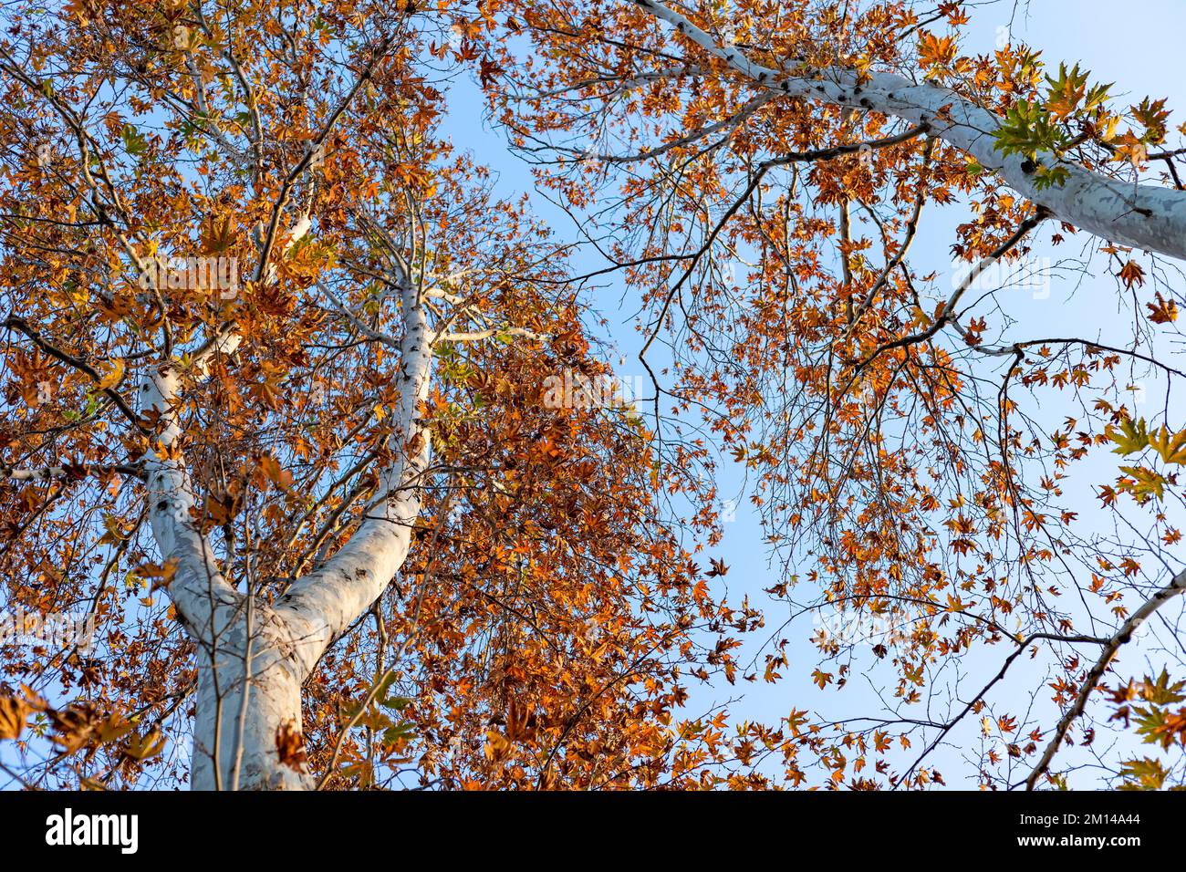 Bellissimi alberi di acero alto baldacchino con sfondo cielo blu chiaro Foto Stock