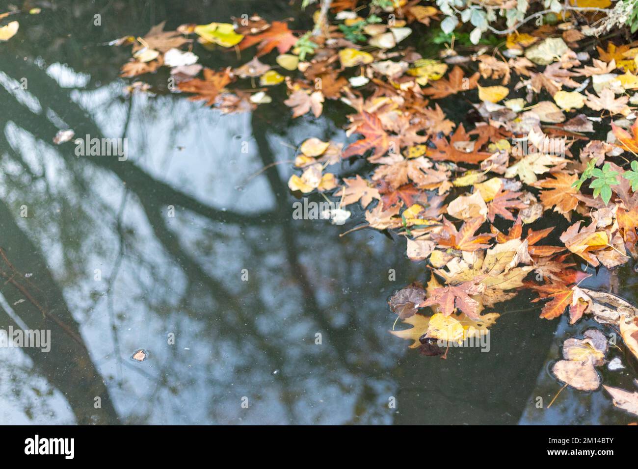 Bella riflessione di alberi in acqua nella stagione autunnale con foglie asciutte galleggianti di superficie d'acqua Foto Stock