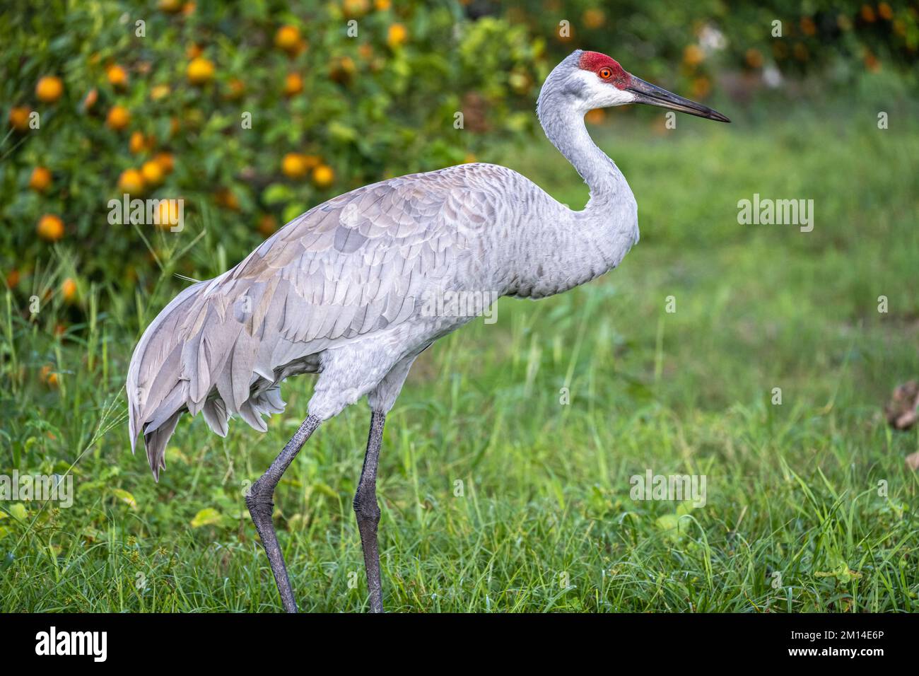 Gru di Sandhill (Grus canadensis) che si aggirano attraverso un aranceto presso Showcase of Citrus a Clermont, Florida, appena a sud-ovest di Orlando. (USA) Foto Stock