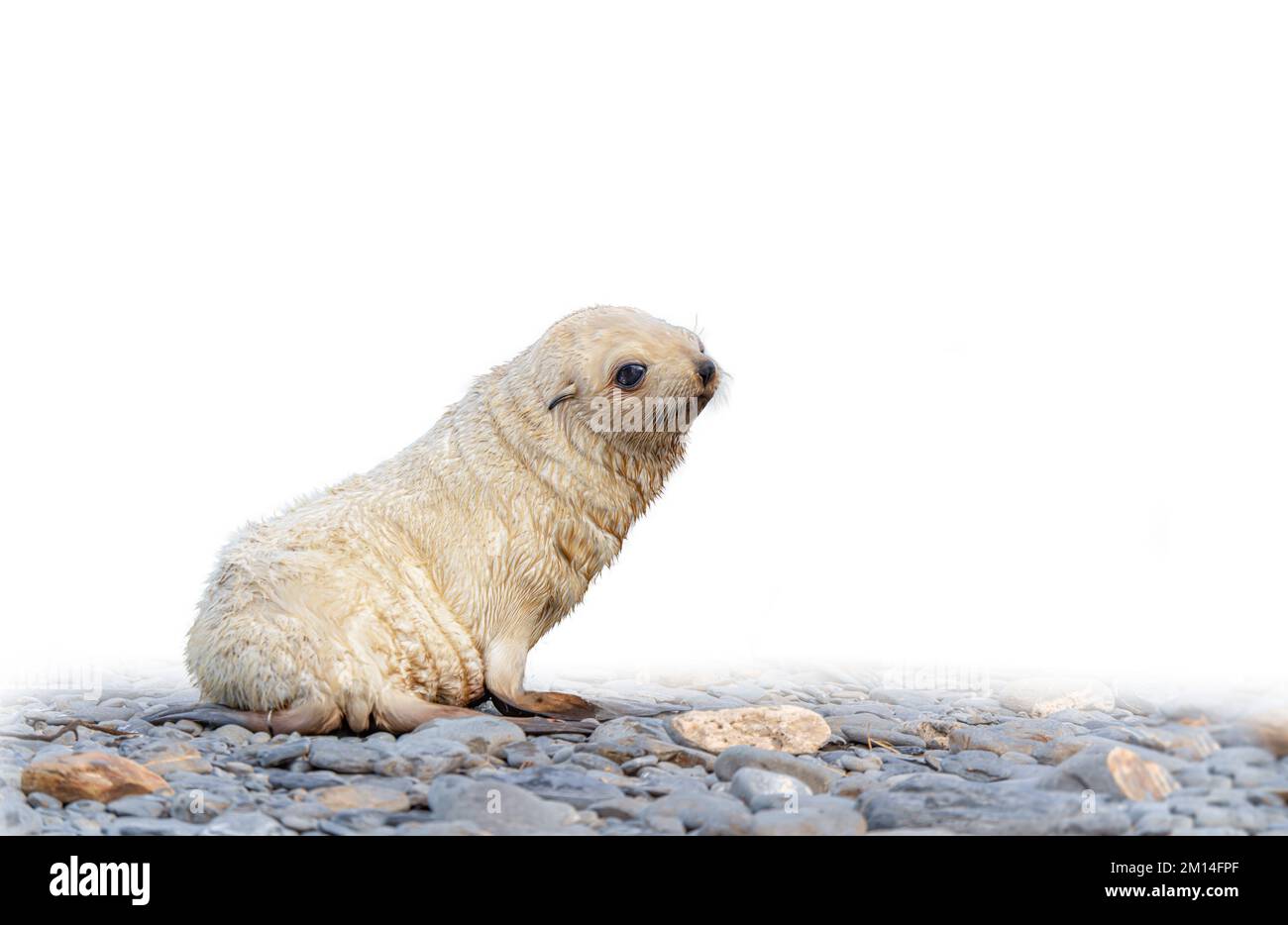 Raro, di colore chiaro, biondo chiaro, esposto, antartico foca bambino (Arctocephalus gazella) in Georgia del Sud, casa di oltre il 95% del mondo antartico Foto Stock