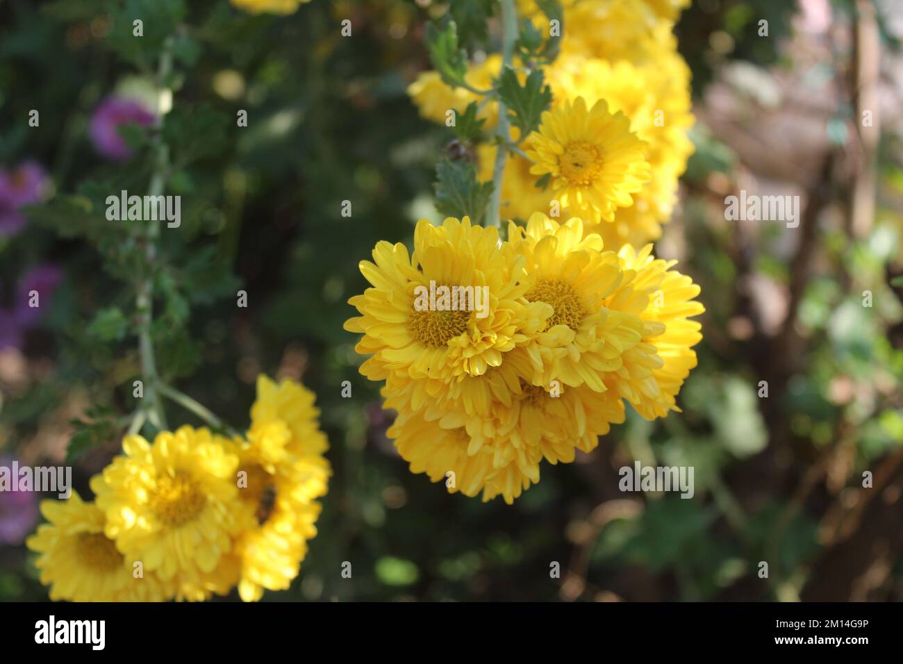 Fiore giallo (mamma giardino duro o crisantemo) in giardino. Foto Stock
