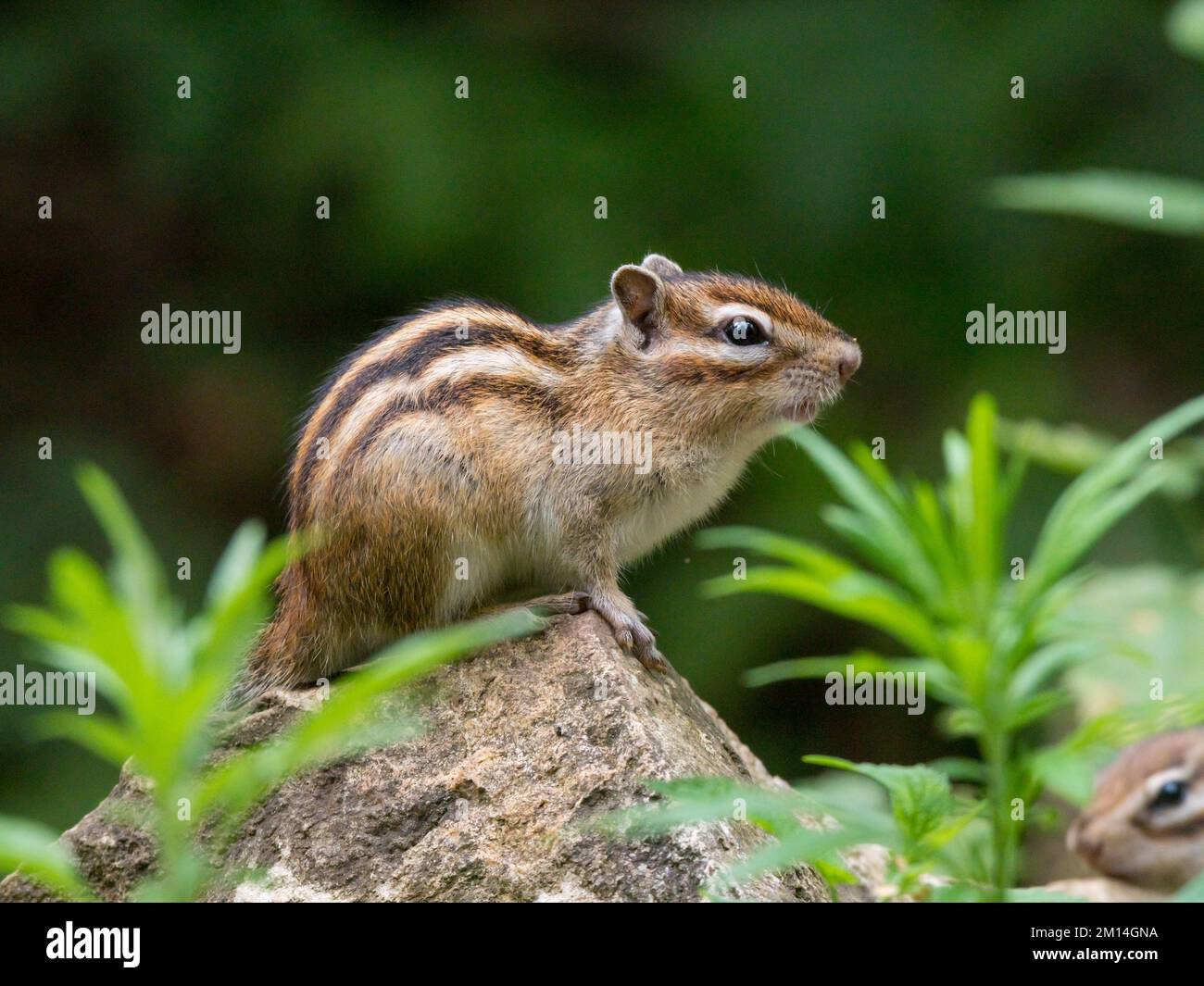 Tamias sibiricus, Siberian Chipmunk. Regione di Mosca, Russia. Foto Stock