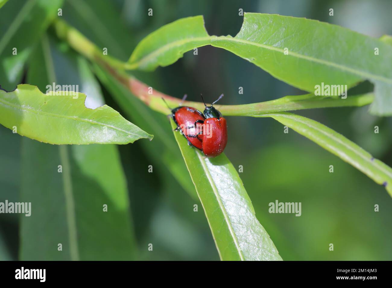 Beetle foglia (Chrysomela saliceti) su foglie di salice. Foto Stock