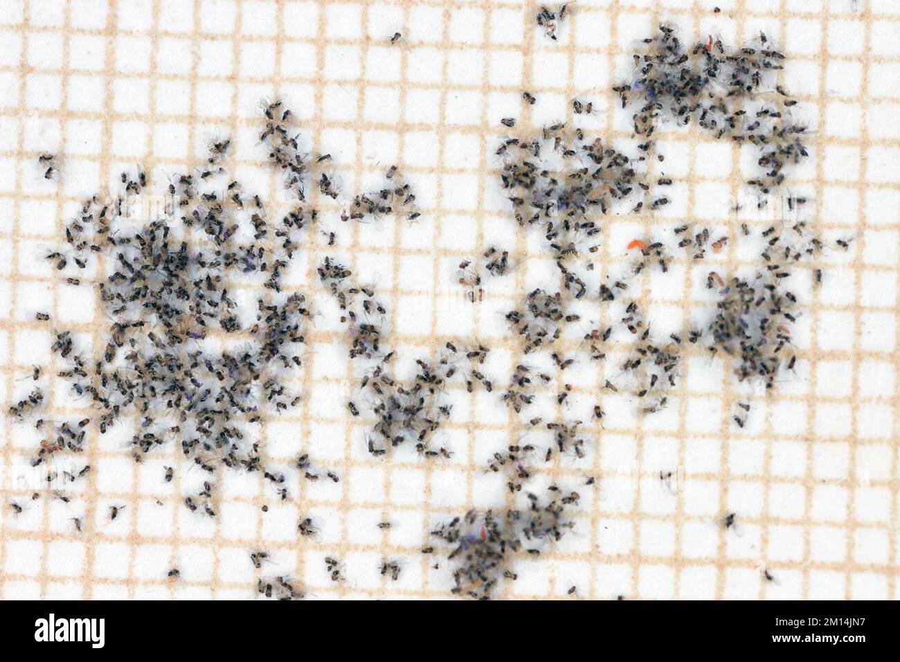 Enorme numero di piccole vespe Trichogramma su carta millimetrica. La femmina è un parassitoide d'uovo di parassiti di bruco. Foto Stock