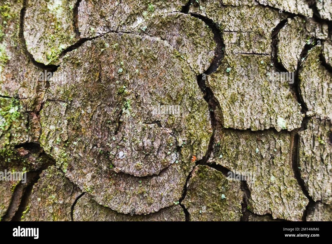 corteccia gnarled di un albero con molte curve e cerchi vista di dettaglio Foto Stock