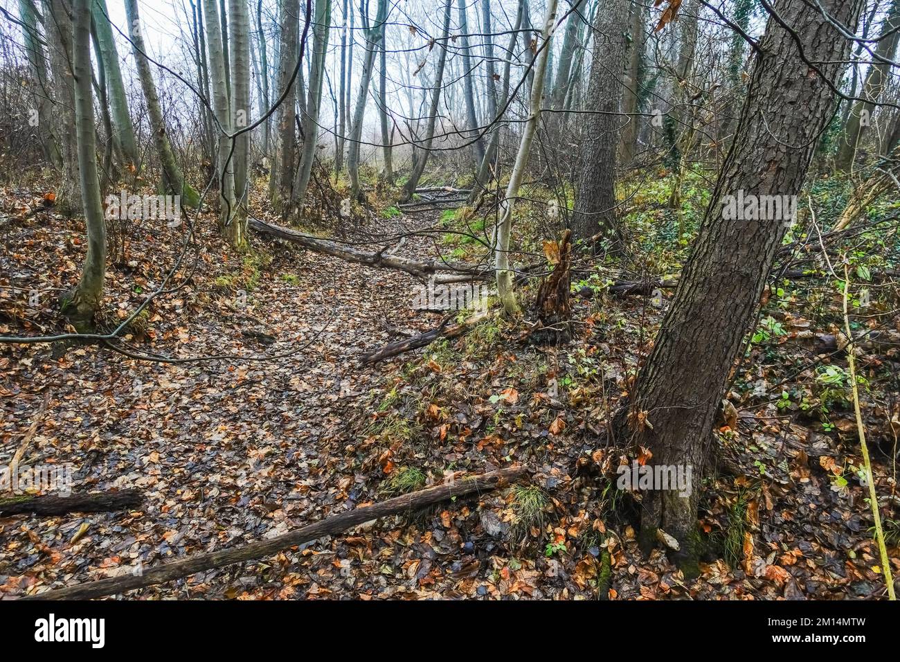 prosciugato ruscello con molte foglie in una foresta e autunno durante il cambiamento climatico Foto Stock