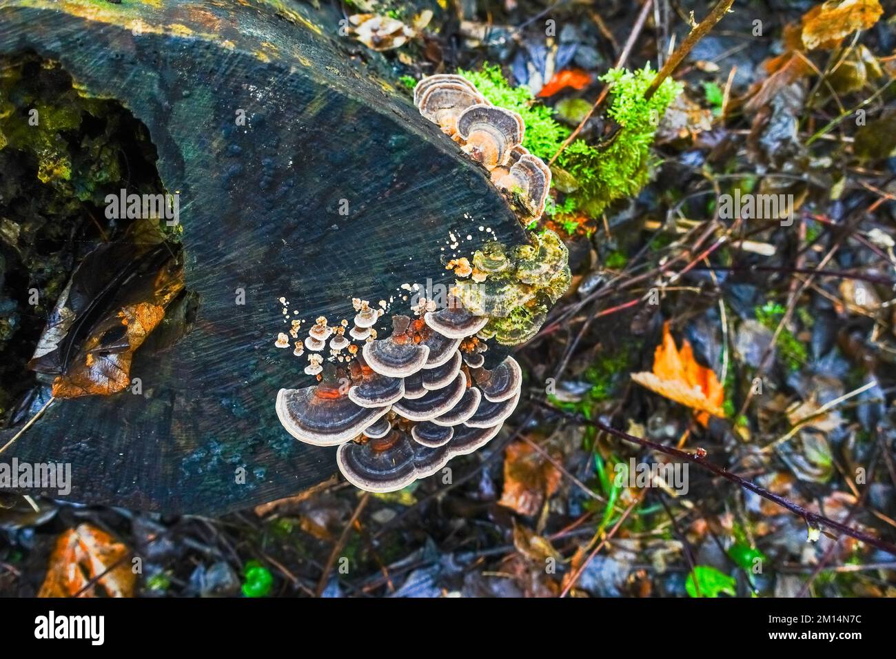 funghi porosi colorati sani su un tronco d'albero in una vista foresta dall'alto Foto Stock