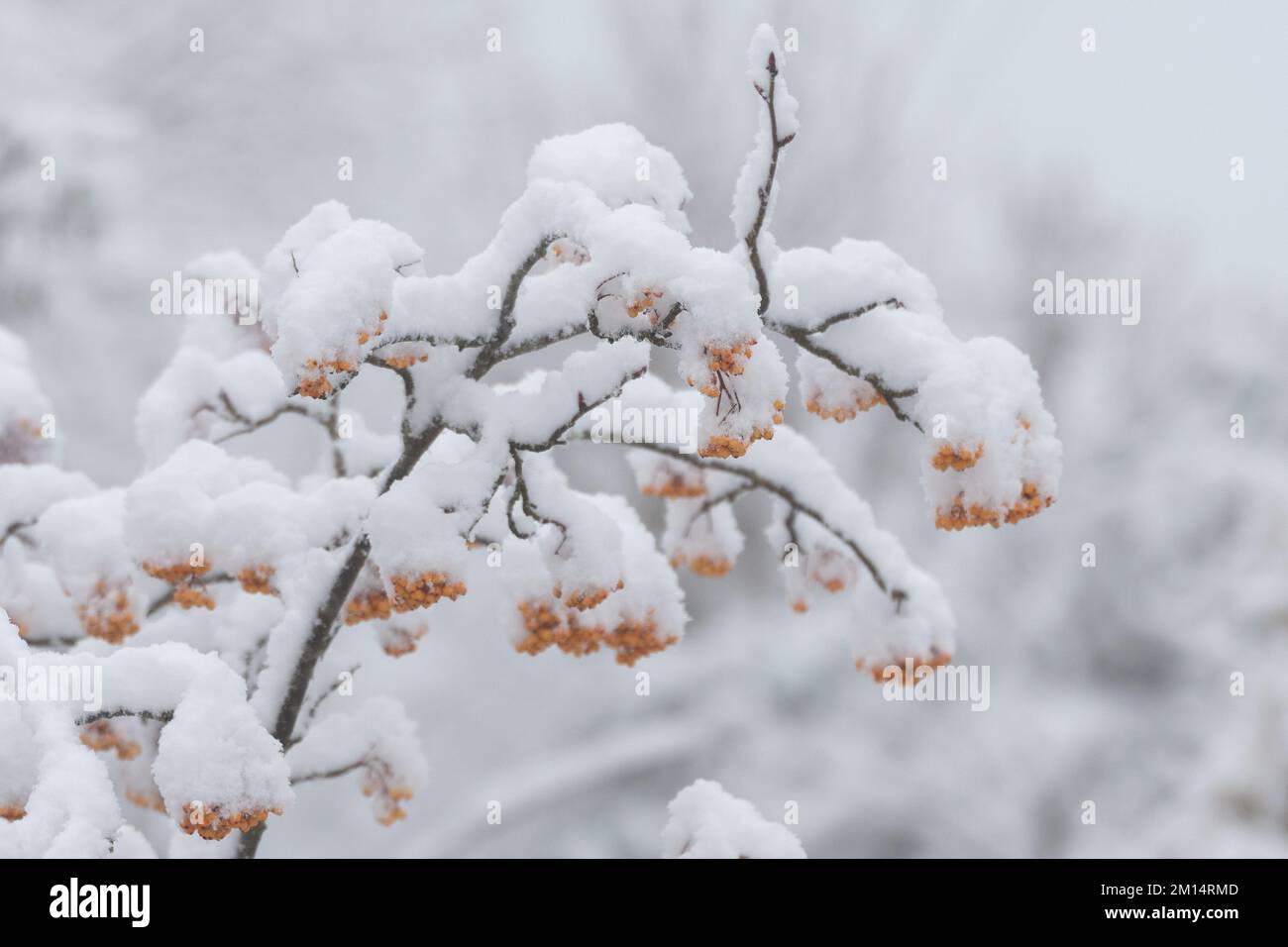 Bacche invernali gialle su rowan albero coperto di neve Lancashire Regno Unito Regno Unito Regno Unito. Foto Stock