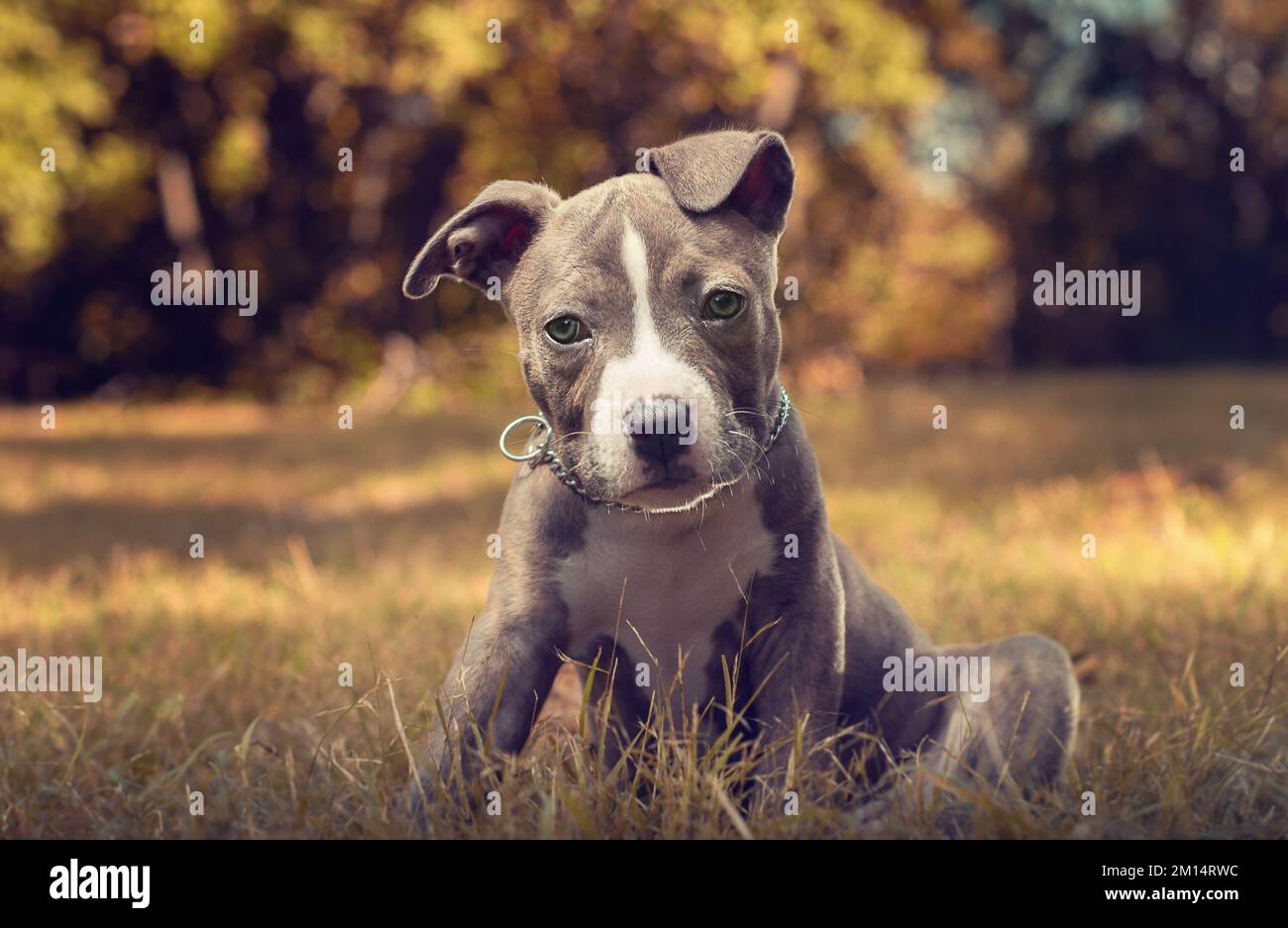 Un primo piano di un pitbull cucciolo che guarda la macchina fotografica mentre si siede in un parco autunnale Foto Stock