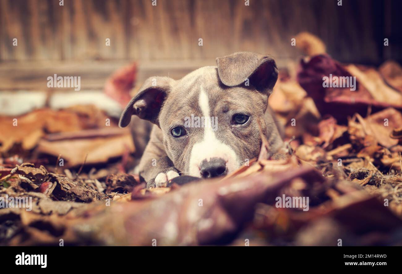 Un primo piano di un pitbull cucciolo che guarda la macchina fotografica mentre si siede in un parco autunnale Foto Stock