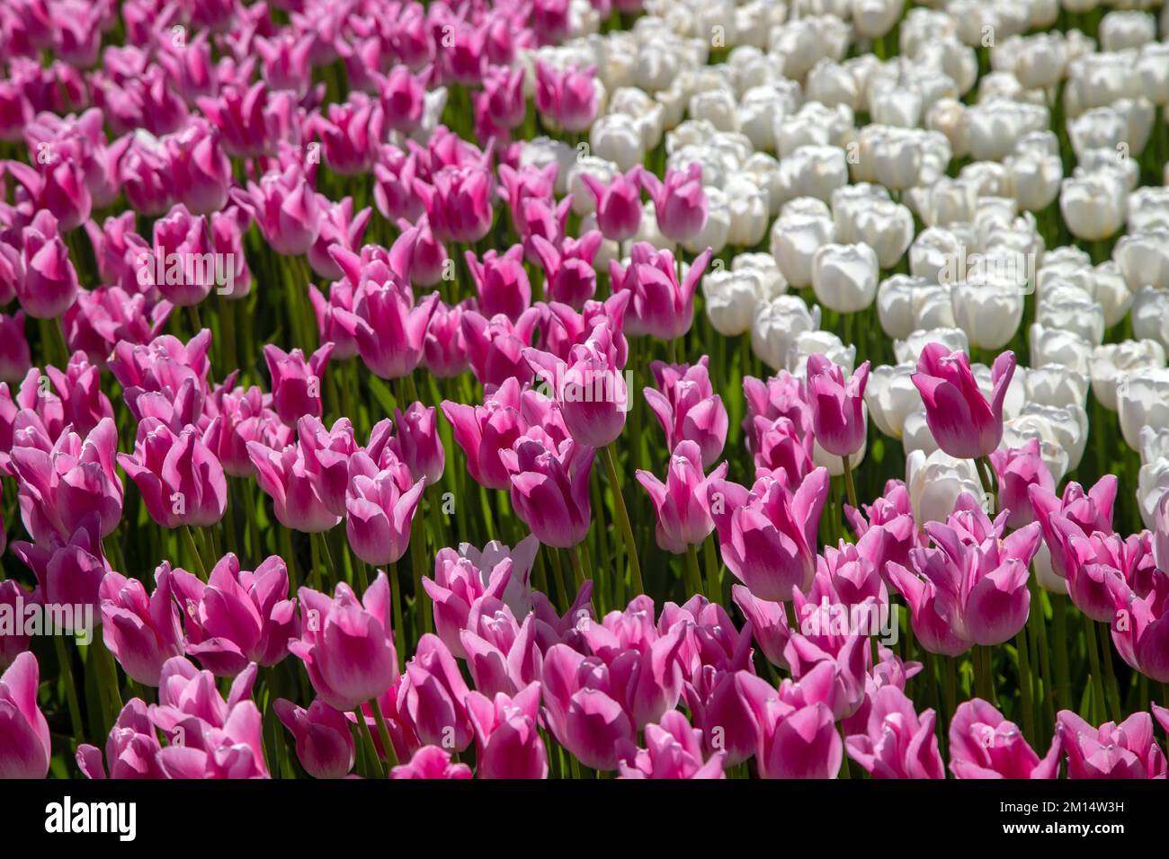 Tulipani rosa e bianchi nel parco Foto Stock