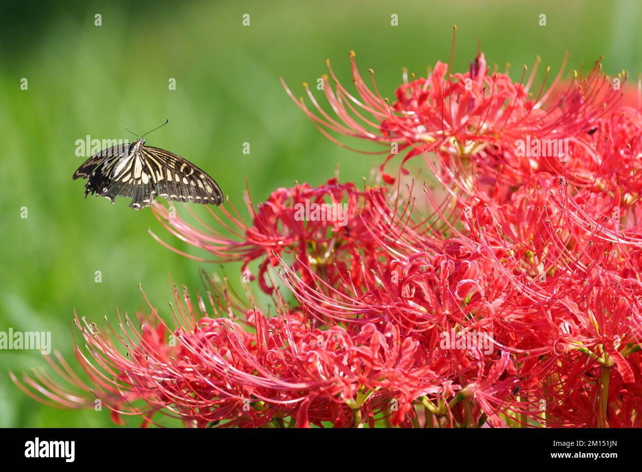 La coda di rondine asiatica (Papilio xuthus) visita il giglio rosso del ragno (Lycoris radiata), la città di Isehara, la prefettura di Kanagawa, Giappone Foto Stock