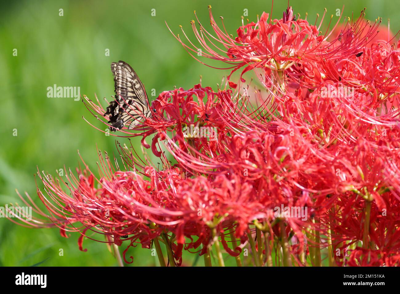 La coda di rondine asiatica (Papilio xuthus) visita il giglio rosso del ragno (Lycoris radiata), la città di Isehara, la prefettura di Kanagawa, Giappone Foto Stock