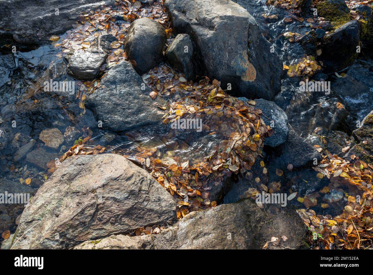 Foglie in flusso. Caduta. Tromsø. Norvegia. Foto Stock