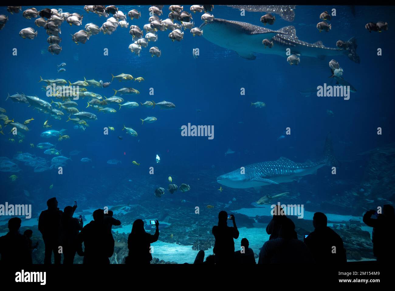 La grandiosa vista dell'Acquario di Atlanta presenta due pesci che pescano diverse scuole di pesci e le silhouette dei visitatori che ne godono Foto Stock