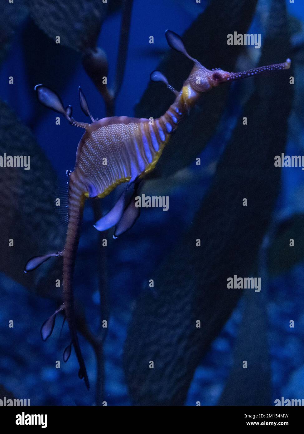 Un cavalluccio marino a strisce e camuffato Foto Stock