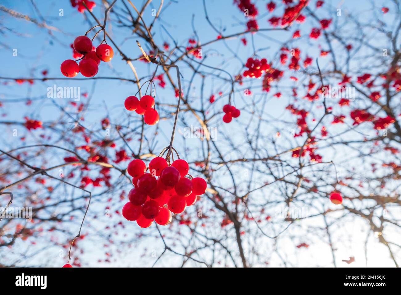 Un sacco di bacche di viburnum rosso maturo sull'albero contro il cielo blu Foto Stock