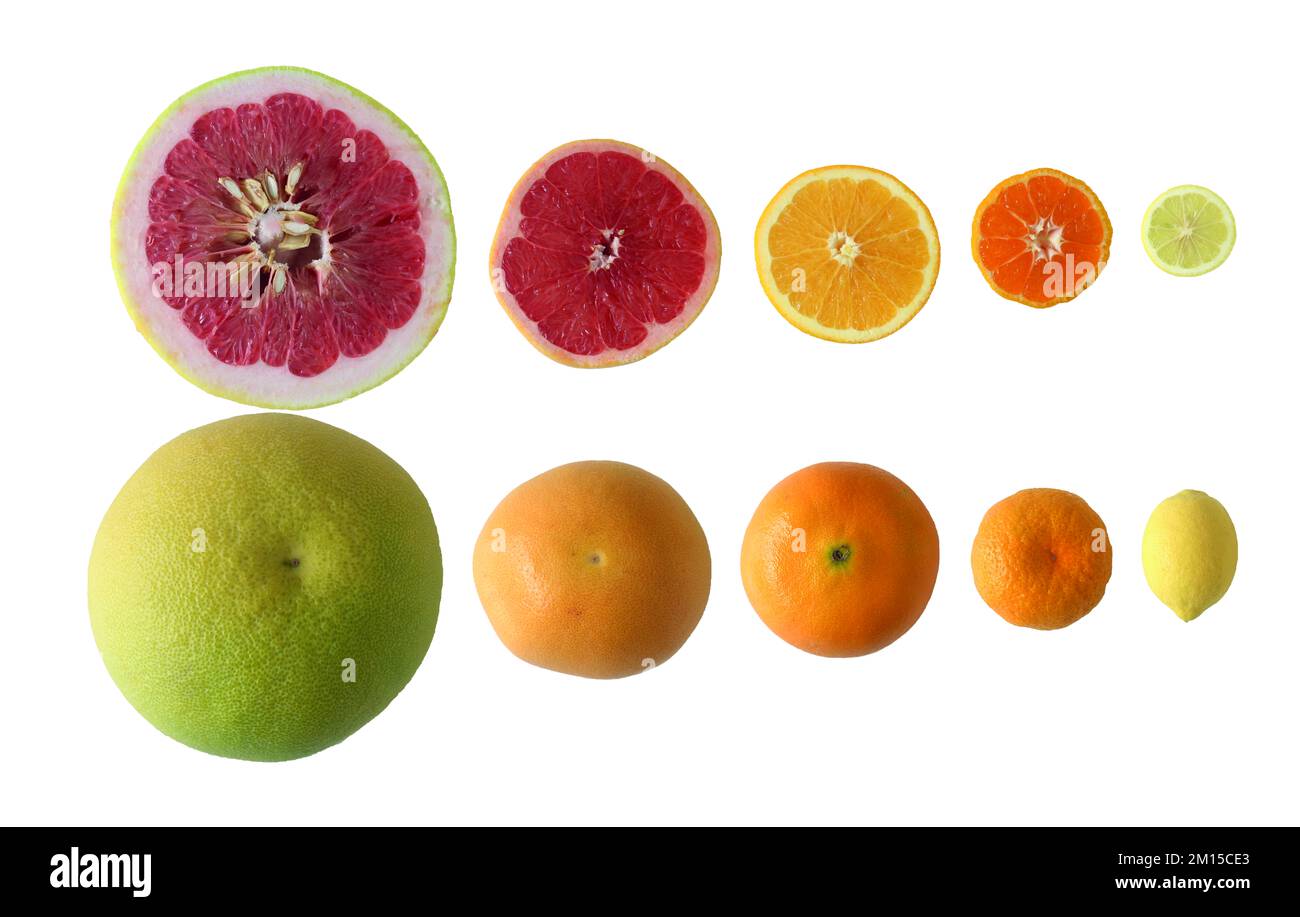 Fette di agrumi, limone, mandarino, arancia, pomelo e pompelmo isolati su fondo bianco. Vista dall'alto. Foto Stock