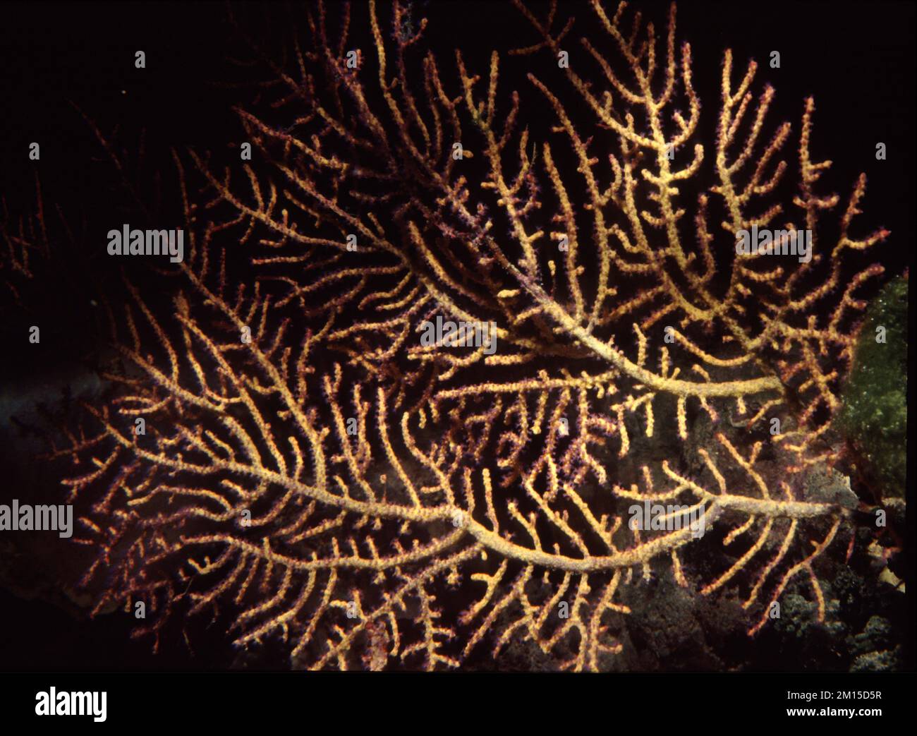 Gorgonian mediterraneo ventilatore di mare Eunicella cavolinii Foto Stock