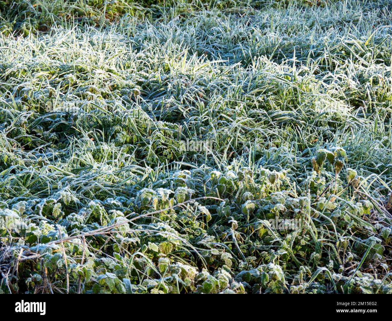 Vegetazione coperta di brina bianca in una mattinata d'inverno Foto Stock
