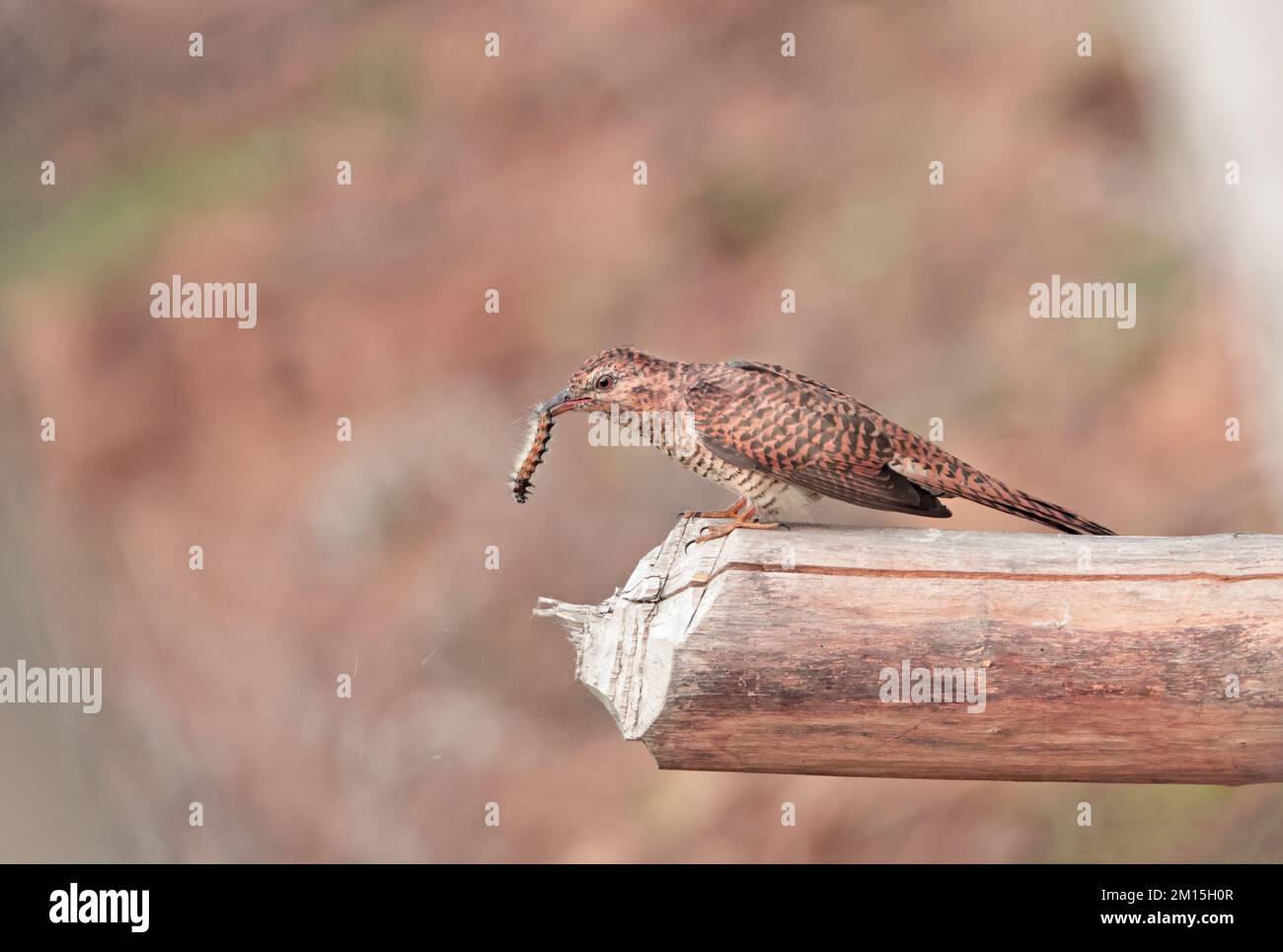 Cucucucuculo (femmina). Cucucuculo (cucucucucucucucuculo) è un uccello della famiglia dei Cuculidae, appartenente alla famiglia dei Cuculidae. È originaria dell'Asia, Foto Stock