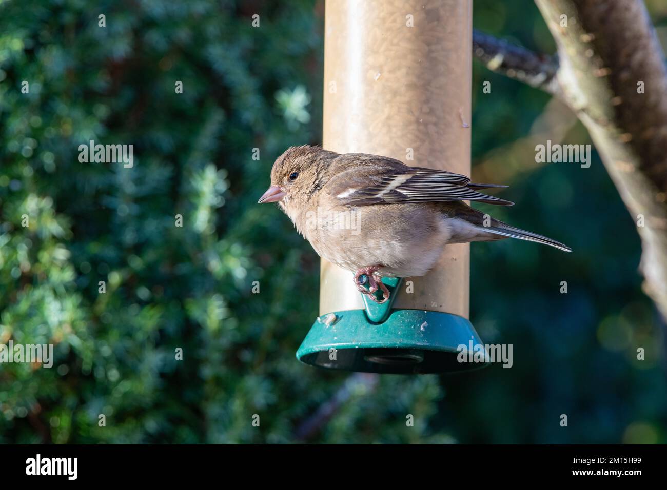 Chaffinch femminile, (Fringilla coelebs), Inverurie, Aberdeenshire, Scozia, REGNO UNITO Foto Stock