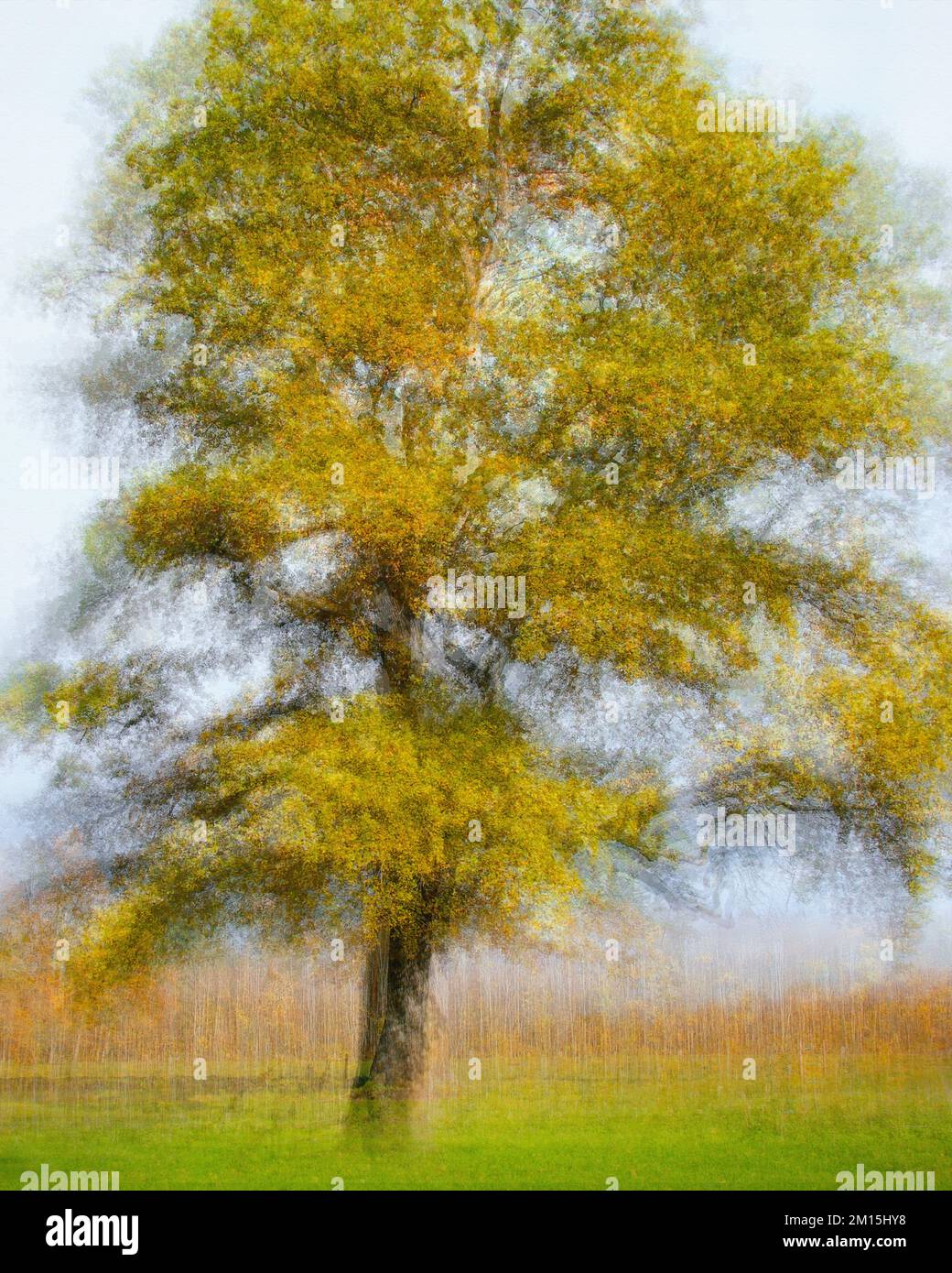 ARTE ICM CONTEMPORANEA: La quercia Vecchia Foto Stock