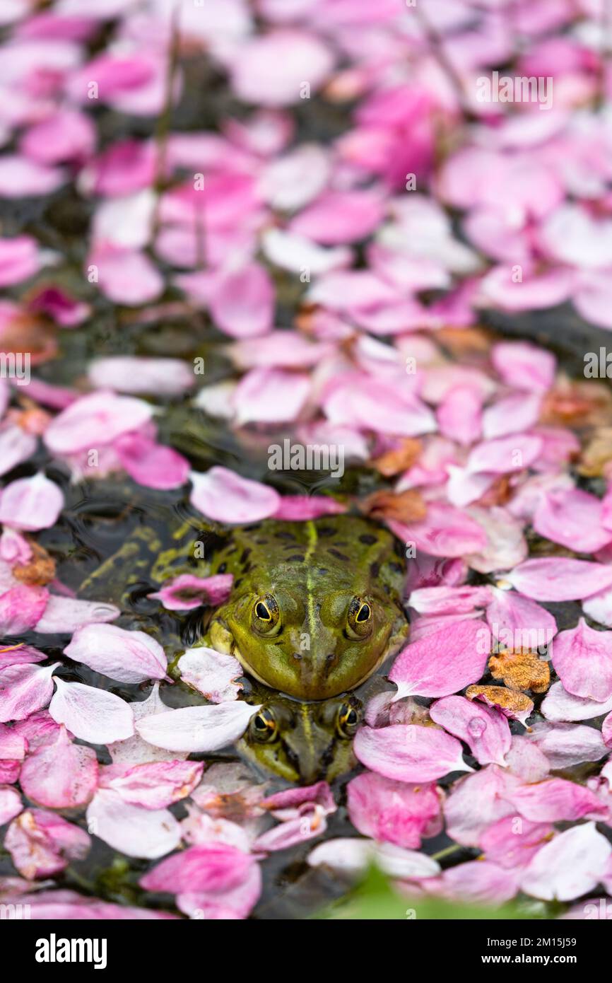 Due rane dello stagno si squat l'una sull'altra, le loro teste peering fuori da un mare di petali di fiore rosa che galleggiano sull'acqua di uno stagno. Foto Stock