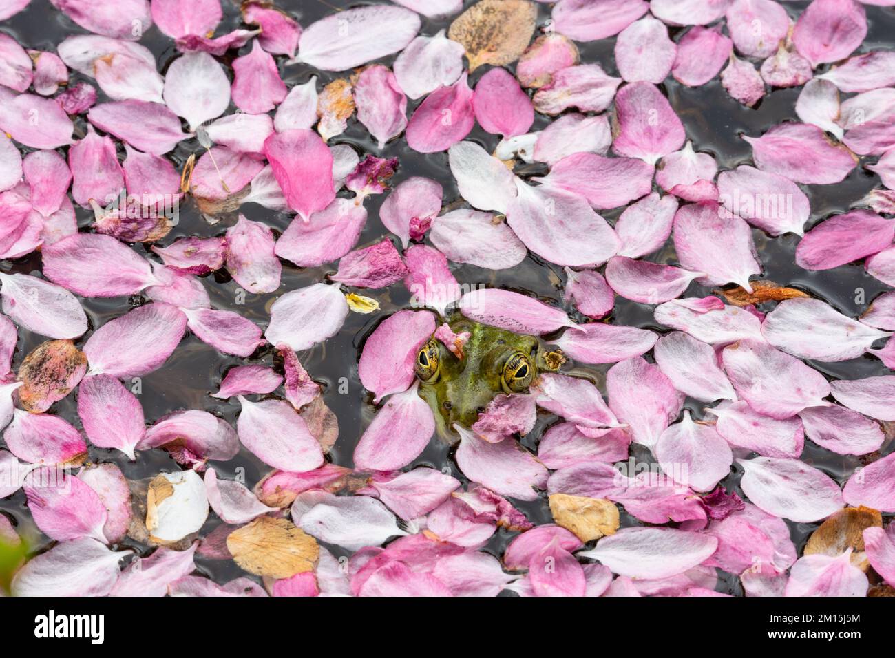 Una rana dello stagno sbircia la sua testa da un mare di petali di fiori rosa che galleggiano sull'acqua di uno stagno. Foto Stock