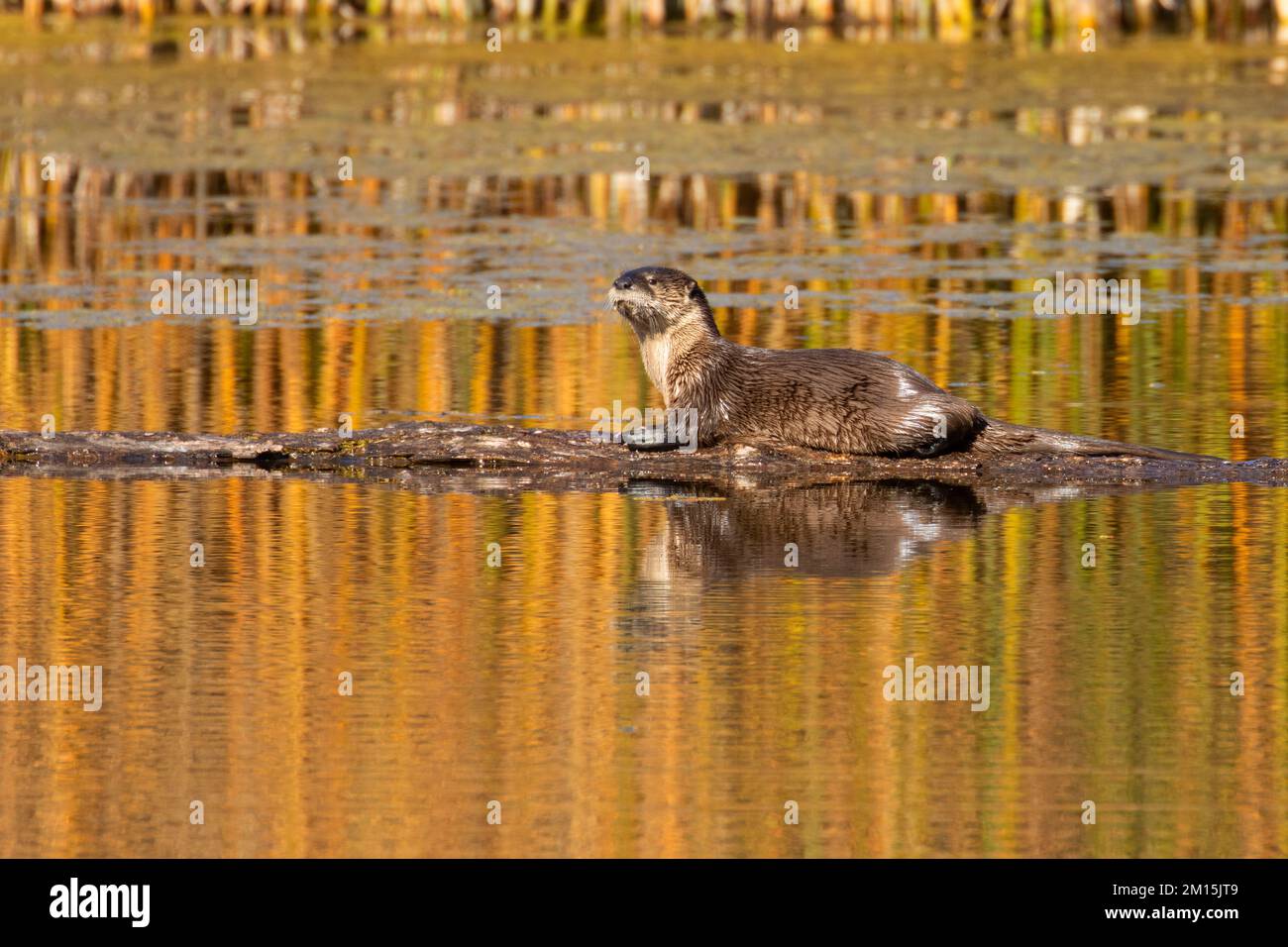 Lontra di fiume (Lontra canadensis), Gray Lodge Wildlife Area, California Foto Stock