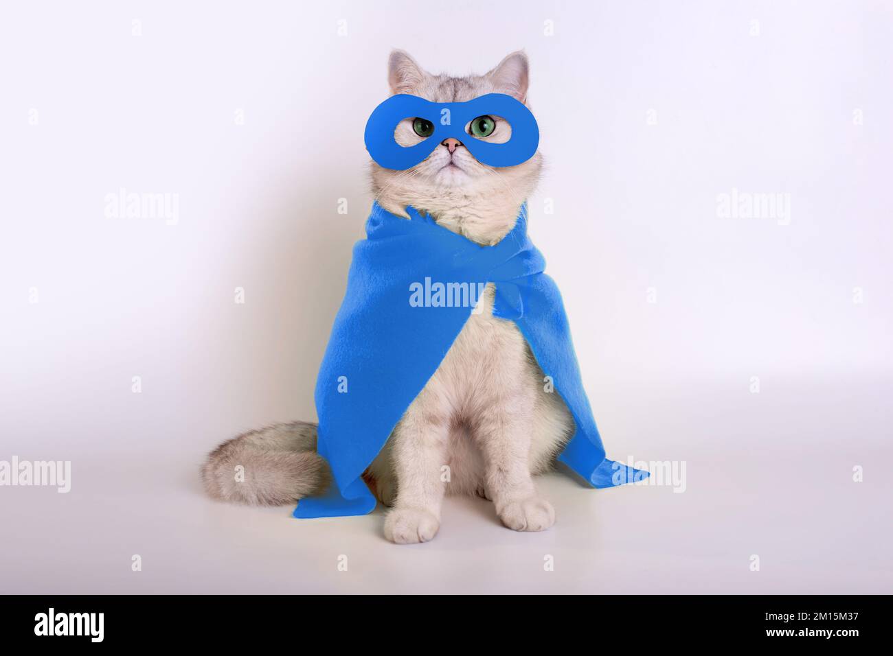 Divertente gatto bianco in costume da supereroe blu Foto Stock