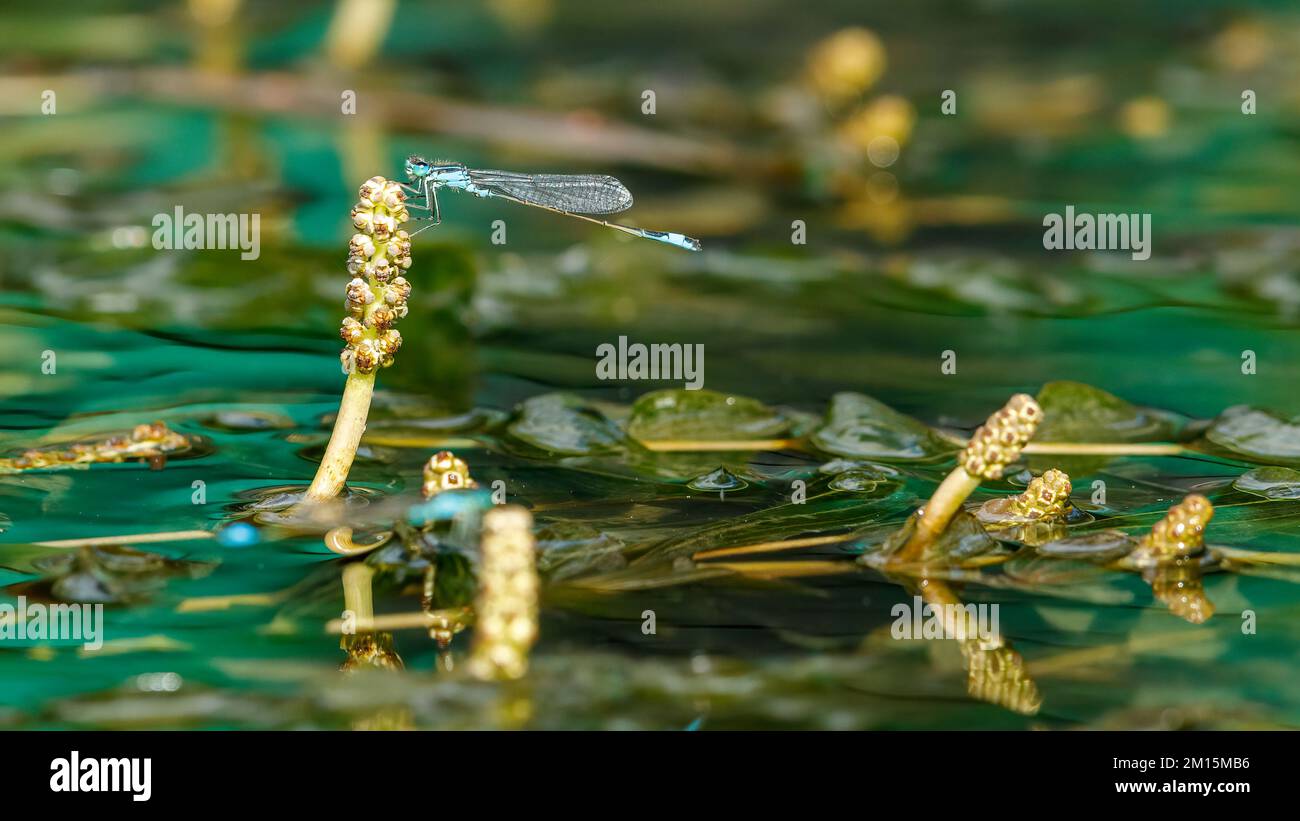 Una piccola damselfly dagli occhi rossi nel Delta del Danubio Foto Stock