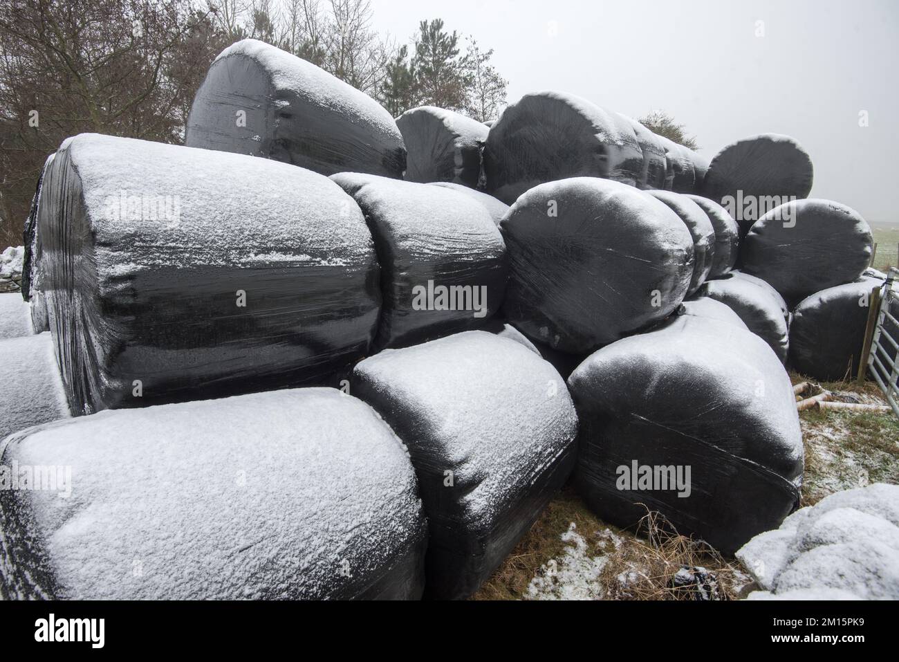 Gelo notturno su balle di polywrap nero di alimentazione invernale, Back Lane Long Preston Yorkshire Dales National Park.Plastics in agricoltura. Foto Stock