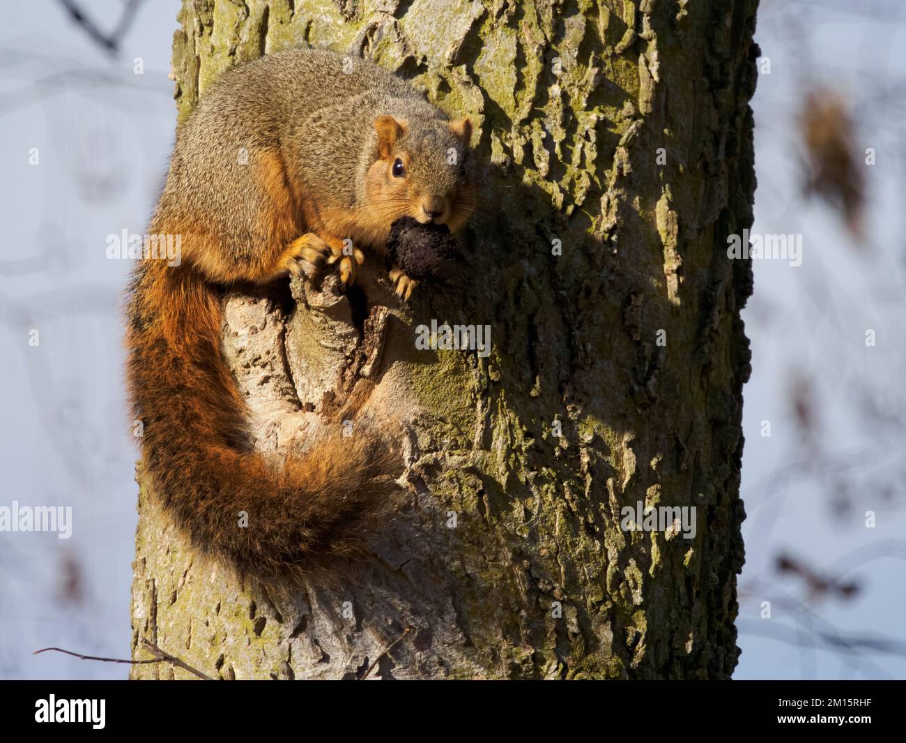Un primo piano di uno scoiattolo che si accoppa su un acorno su un tronco d'albero Foto Stock