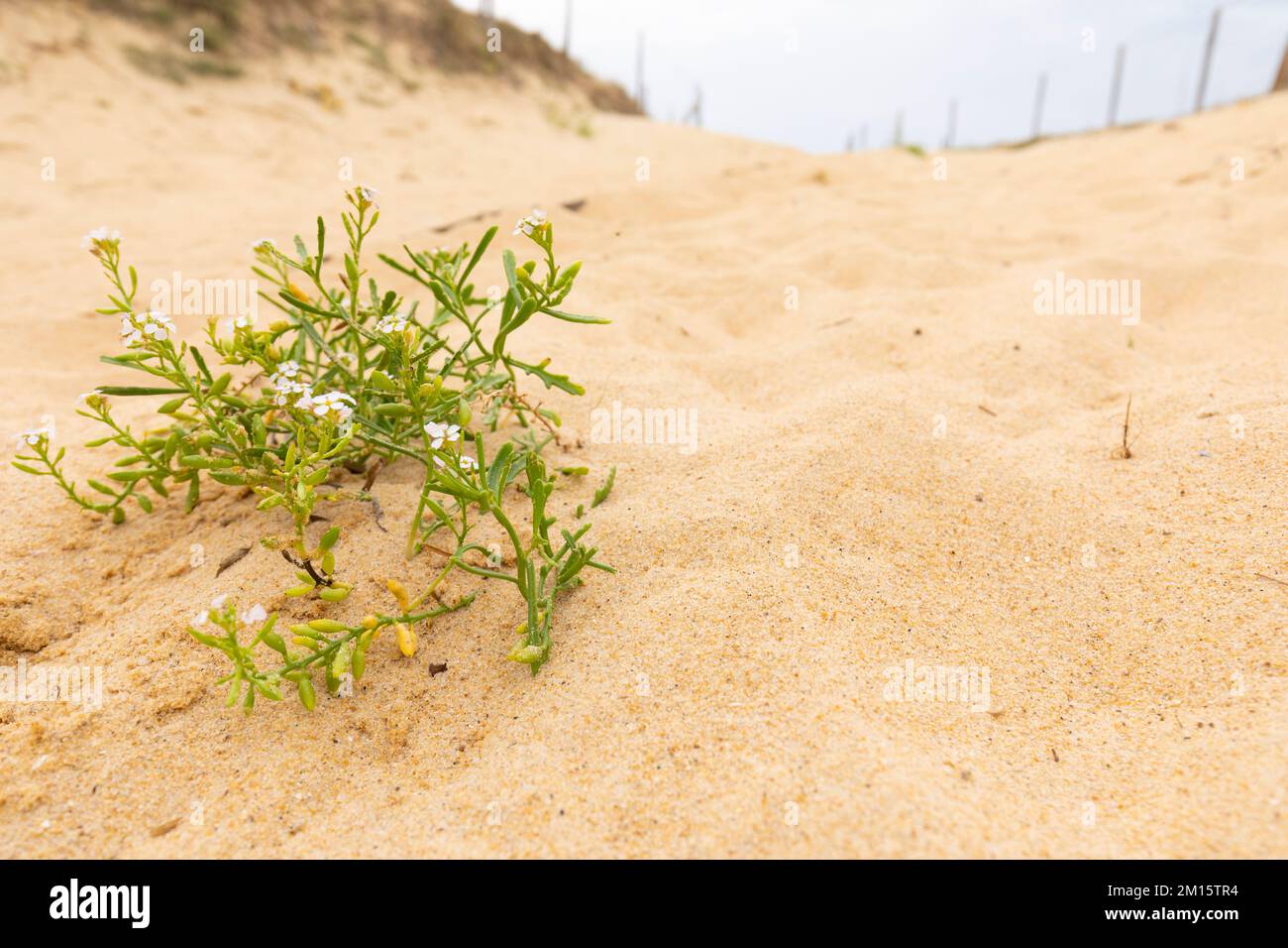 Côte Sauvage, Charente-Maritime, Francia, Europa. Foto Stock