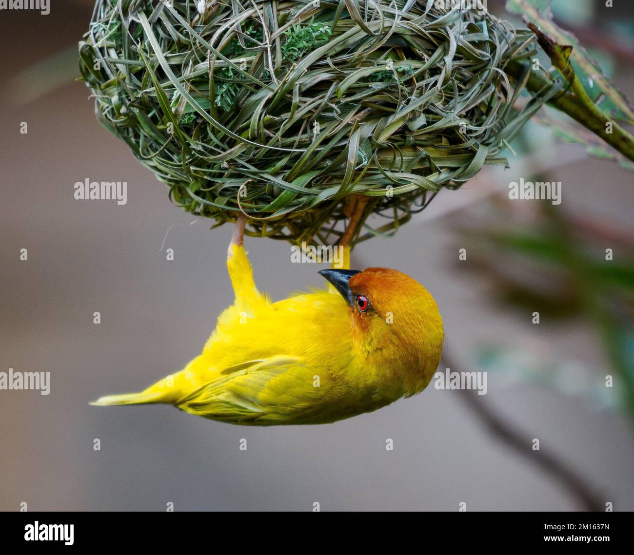 Giallo Weaver Ploceus subaureus nidificante in arbusti bassi sopra una piccola piscina nel Kenya meridionale Foto Stock