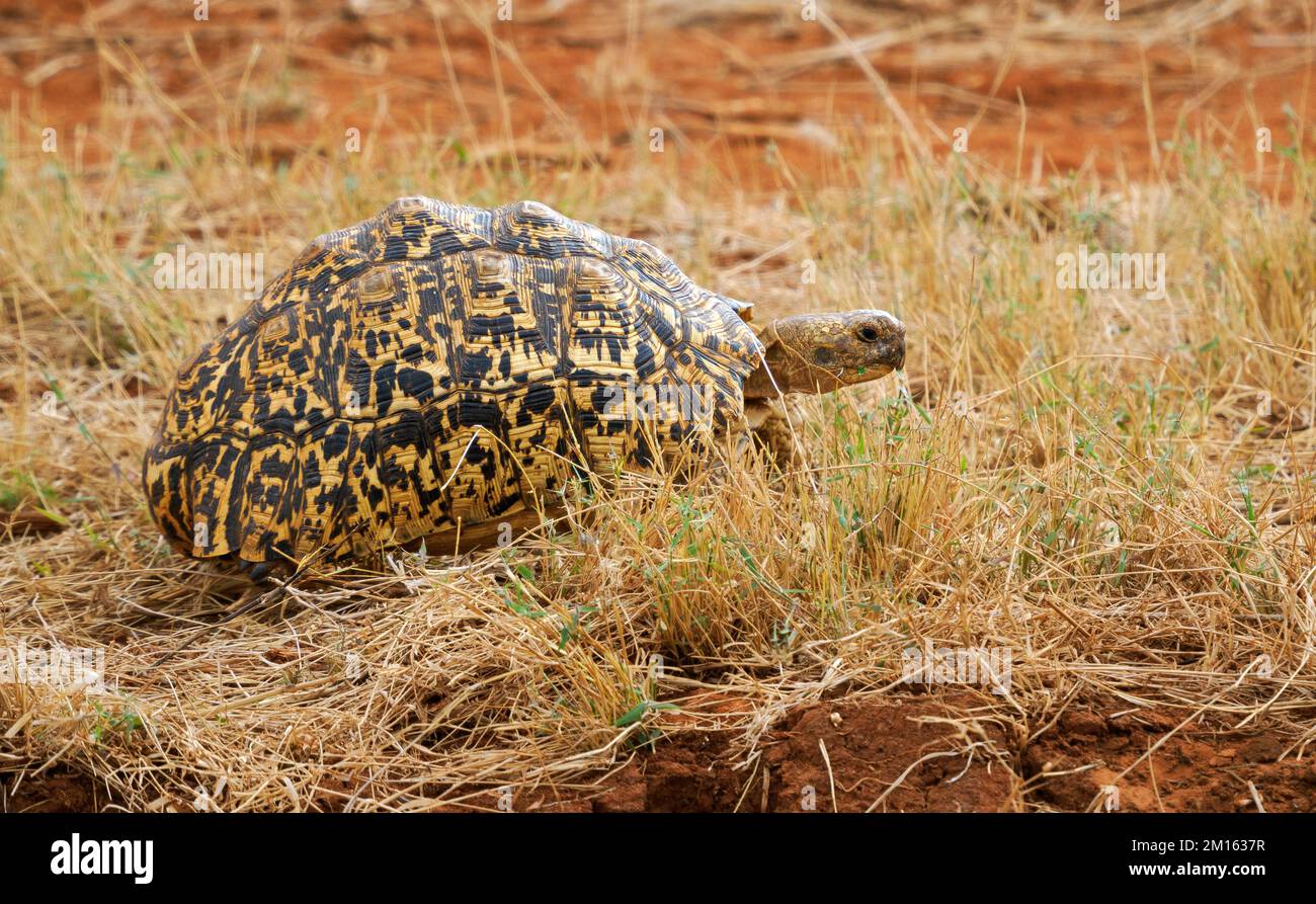 Leopardo tartaruga Geochelone pardalis vagare attraverso il cespuglio durante le condizioni di siccità nel Parco Nazionale Tsavo Kenya Foto Stock